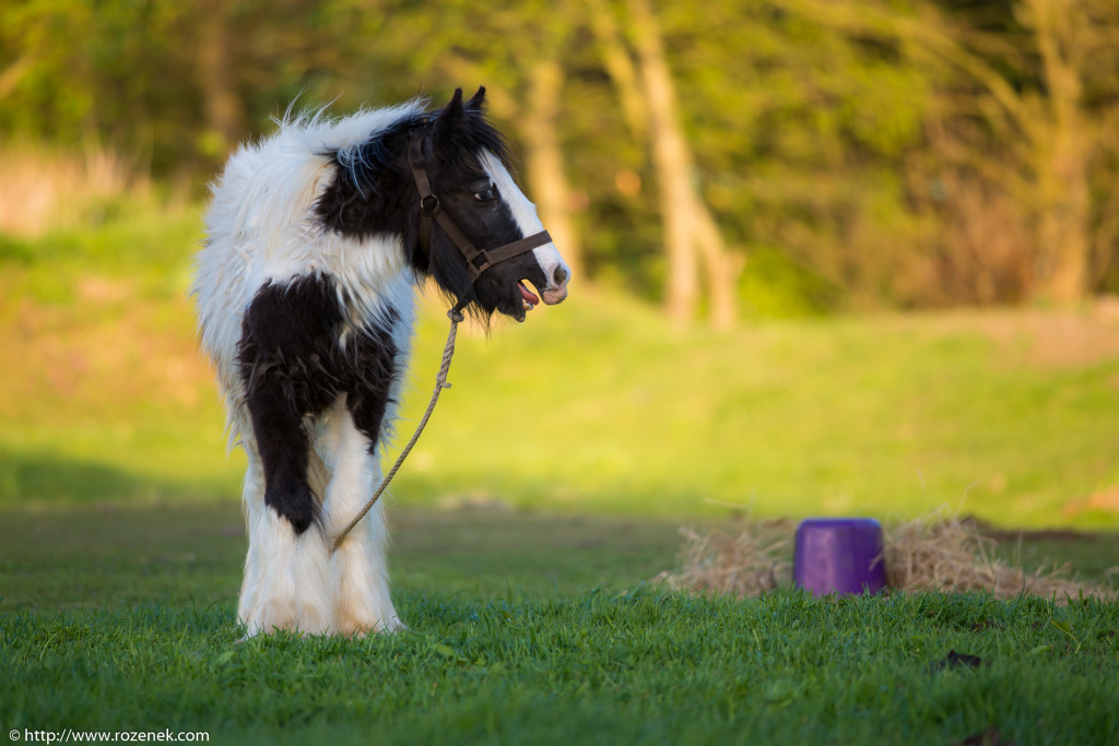 2014.04.14 - Horses - 24