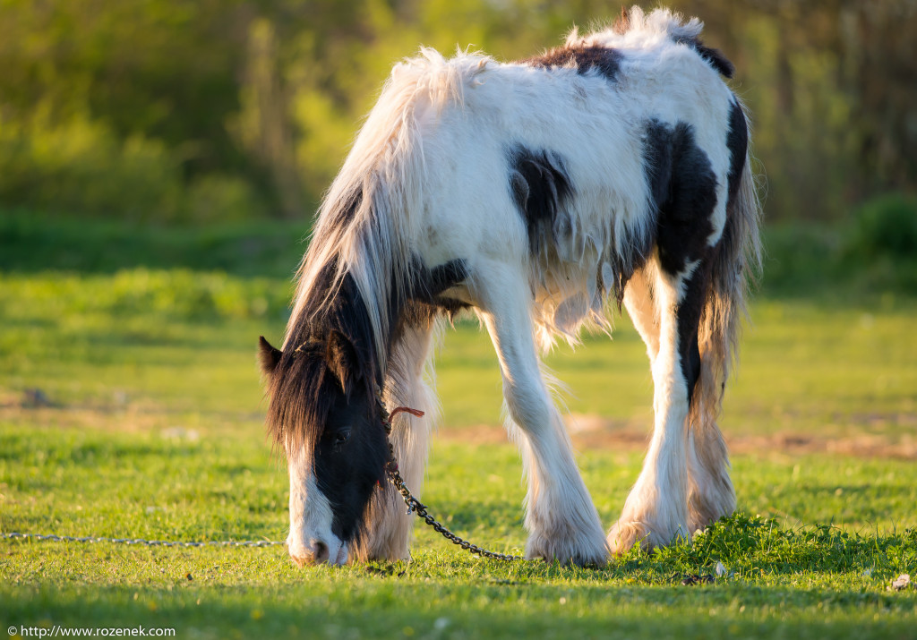 2014.04.14 - Horses - 26