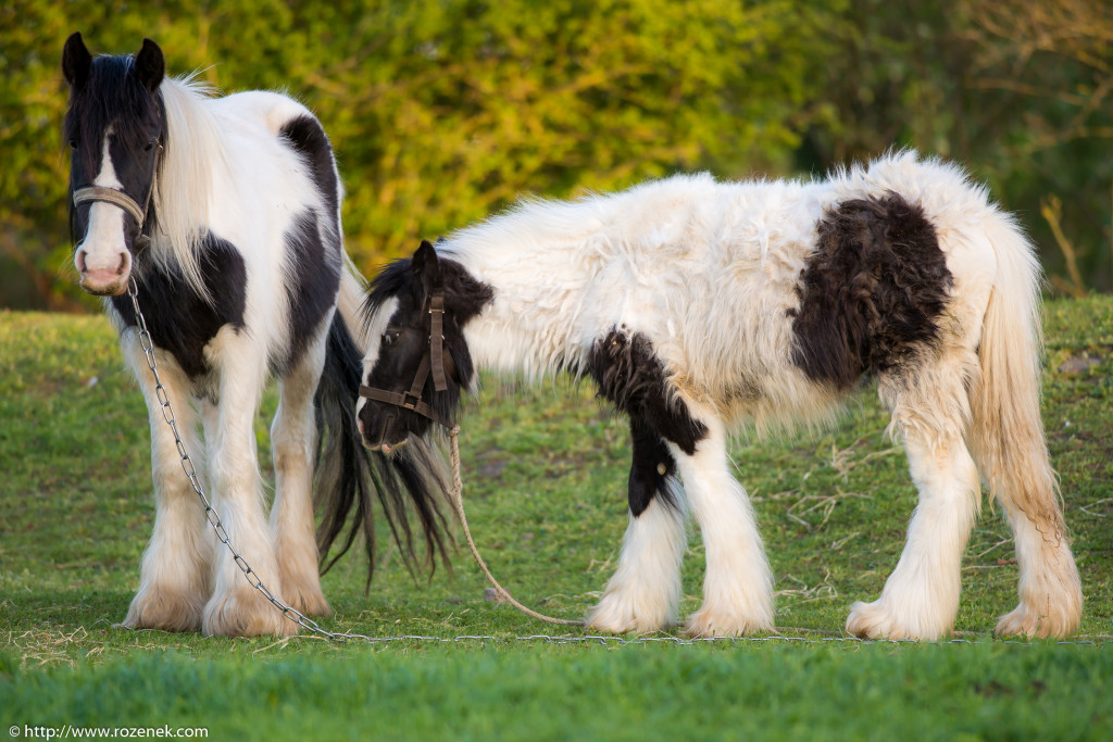 2014.04.14 - Horses - 27