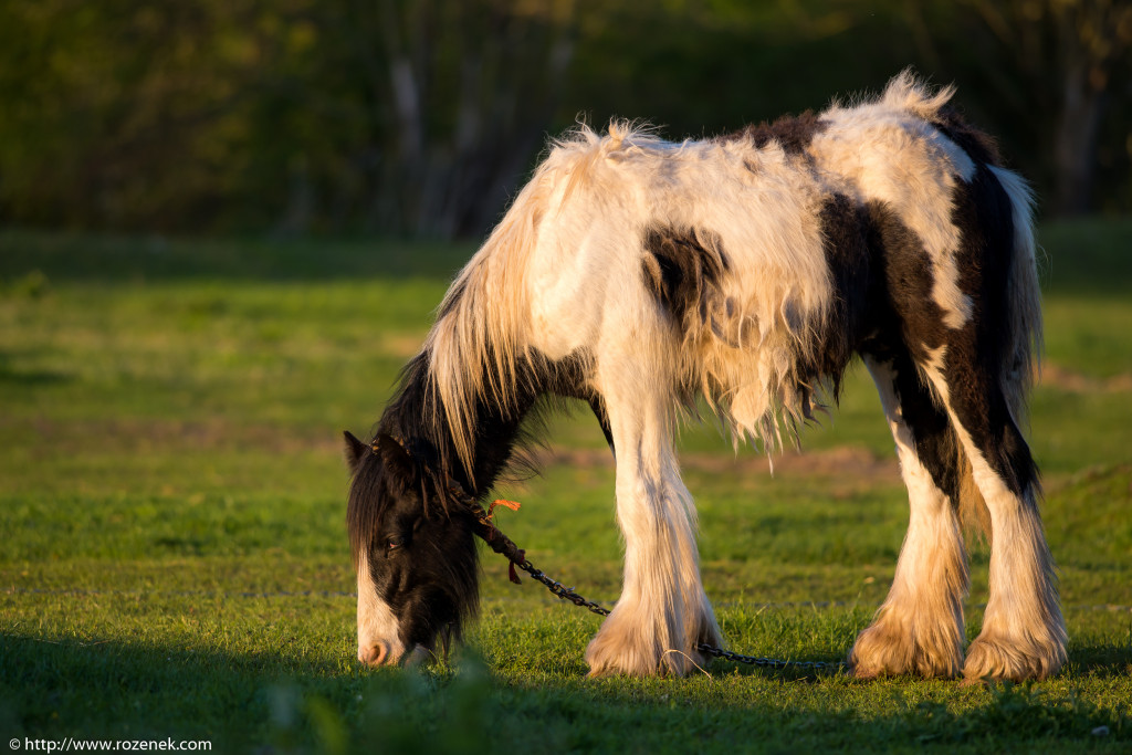 2014.04.14 - Horses - 28