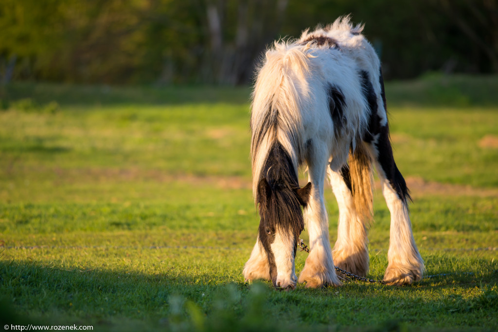 2014.04.14 - Horses - 29