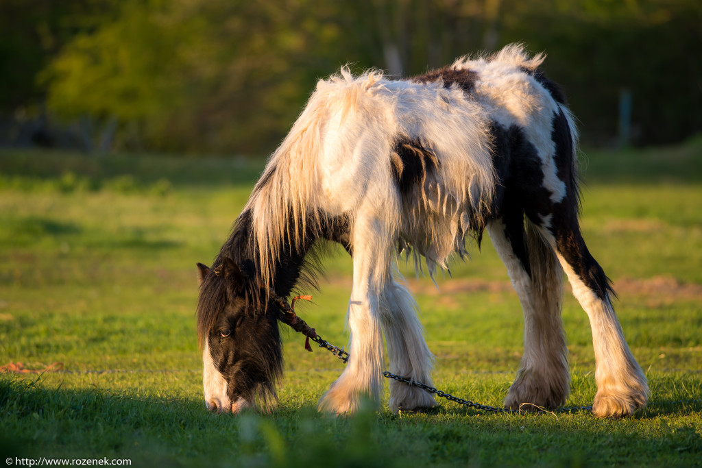 2014.04.14 - Horses - 30