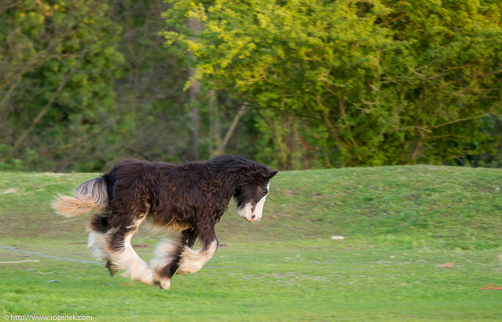 2014.04.14 - Horses - 31