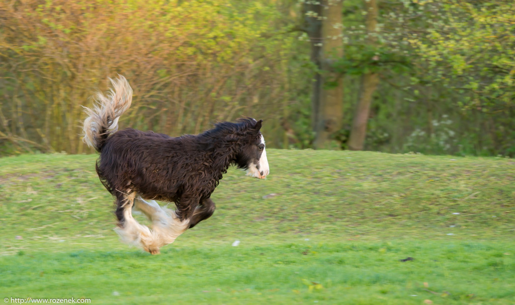 2014.04.14 - Horses - 32