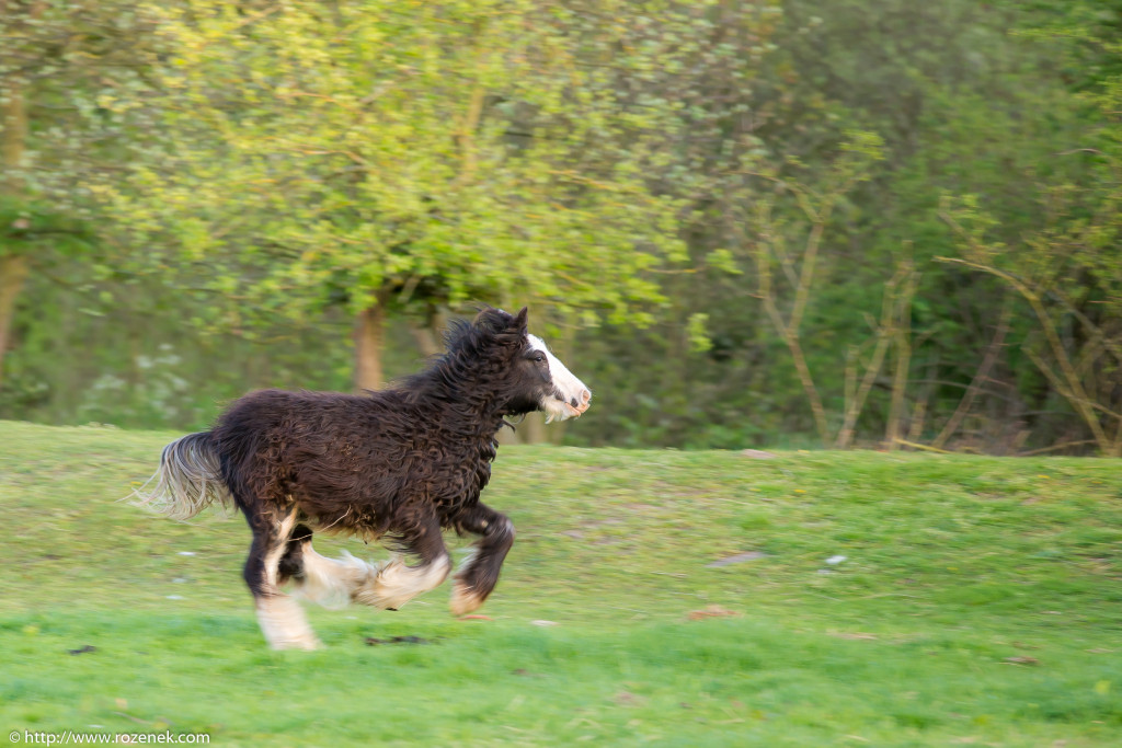 2014.04.14 - Horses - 33