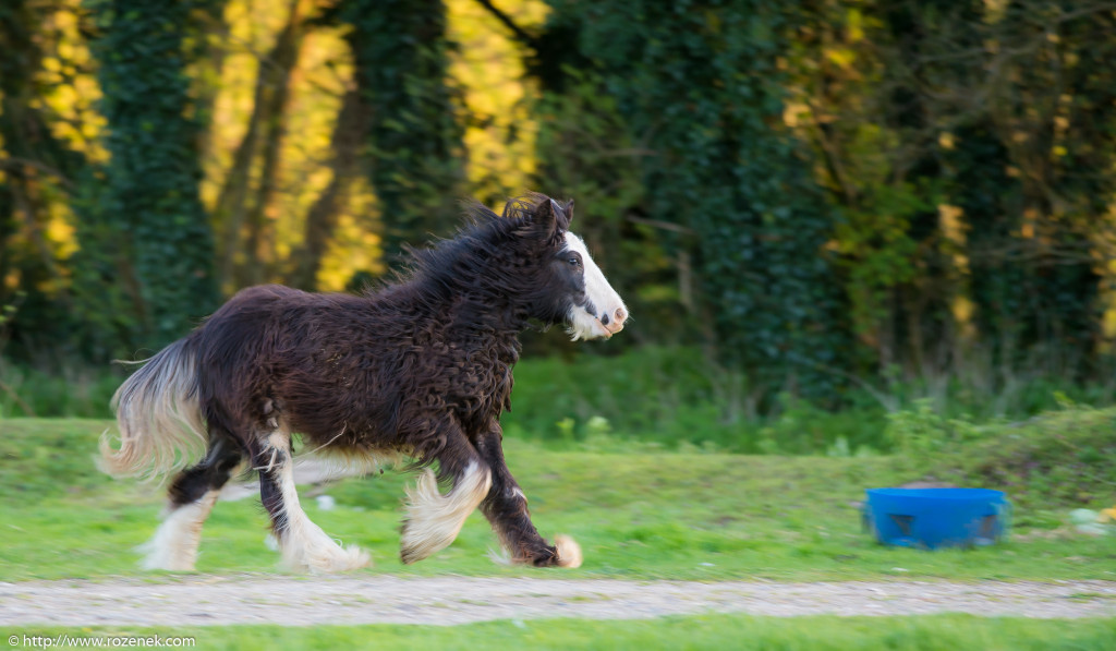 2014.04.14 - Horses - 34