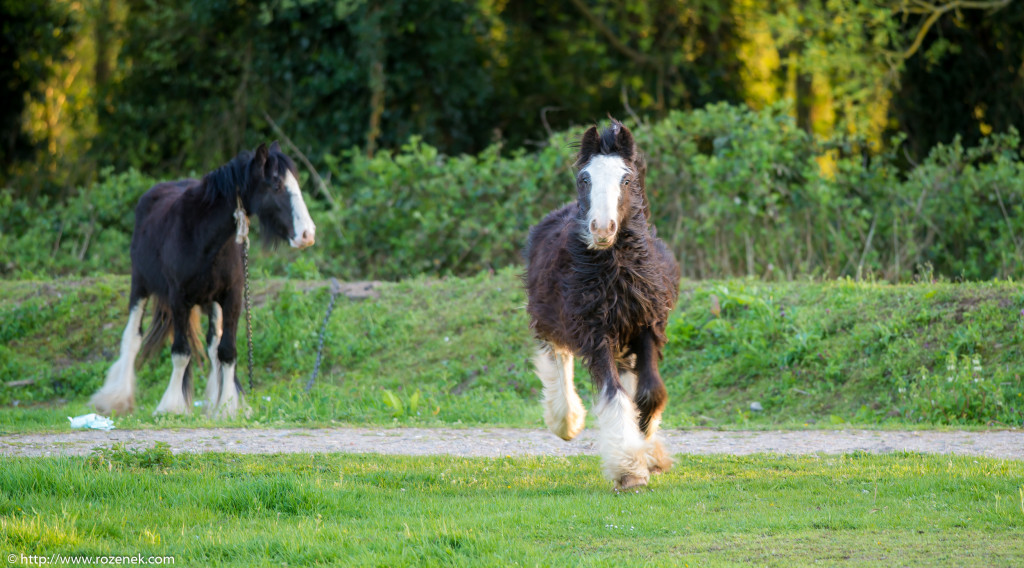 2014.04.14 - Horses - 35