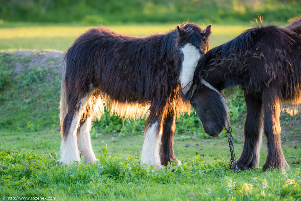 2014.04.14 - Horses - 36