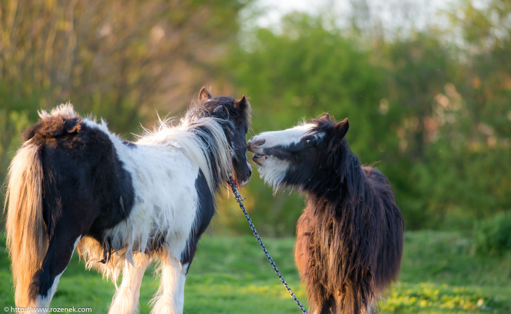 2014.04.14 - Horses - 43