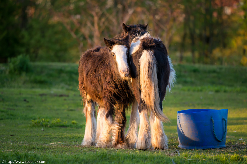 2014.04.14 - Horses - 50