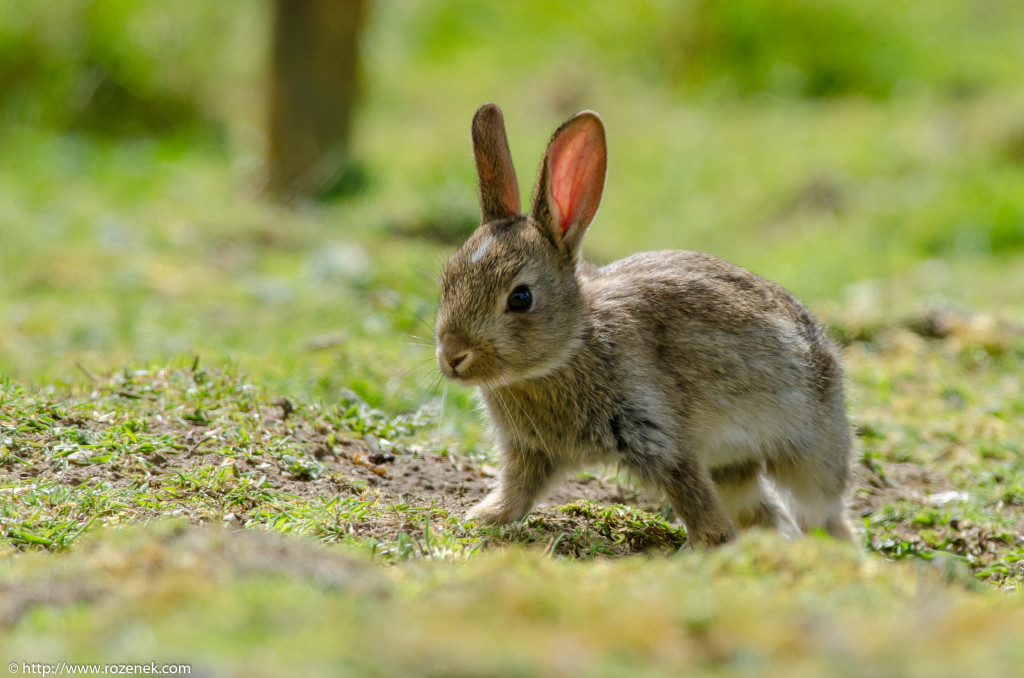 2914.04.27 - Rabbits - 08