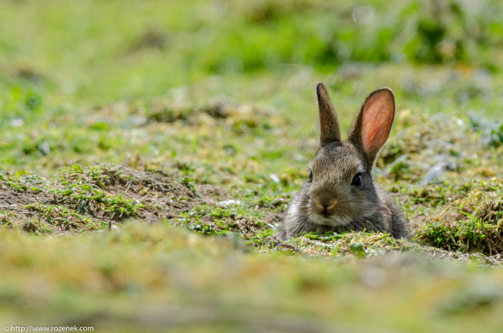 2914.04.27 - Rabbits - 10