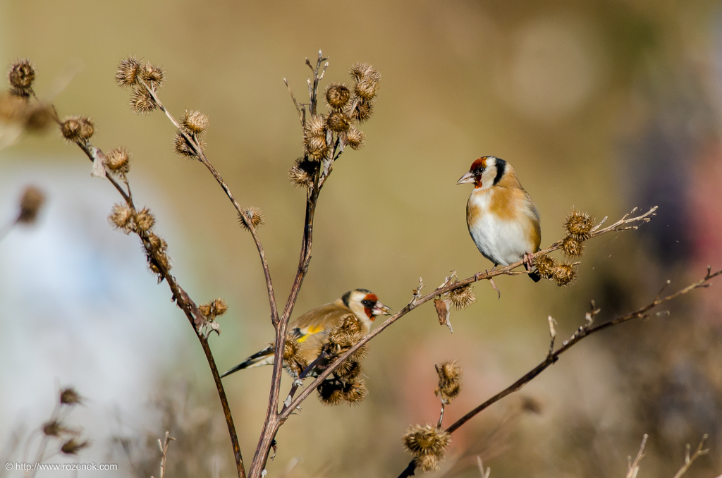 2014.12.06 - Goldfinch - 18