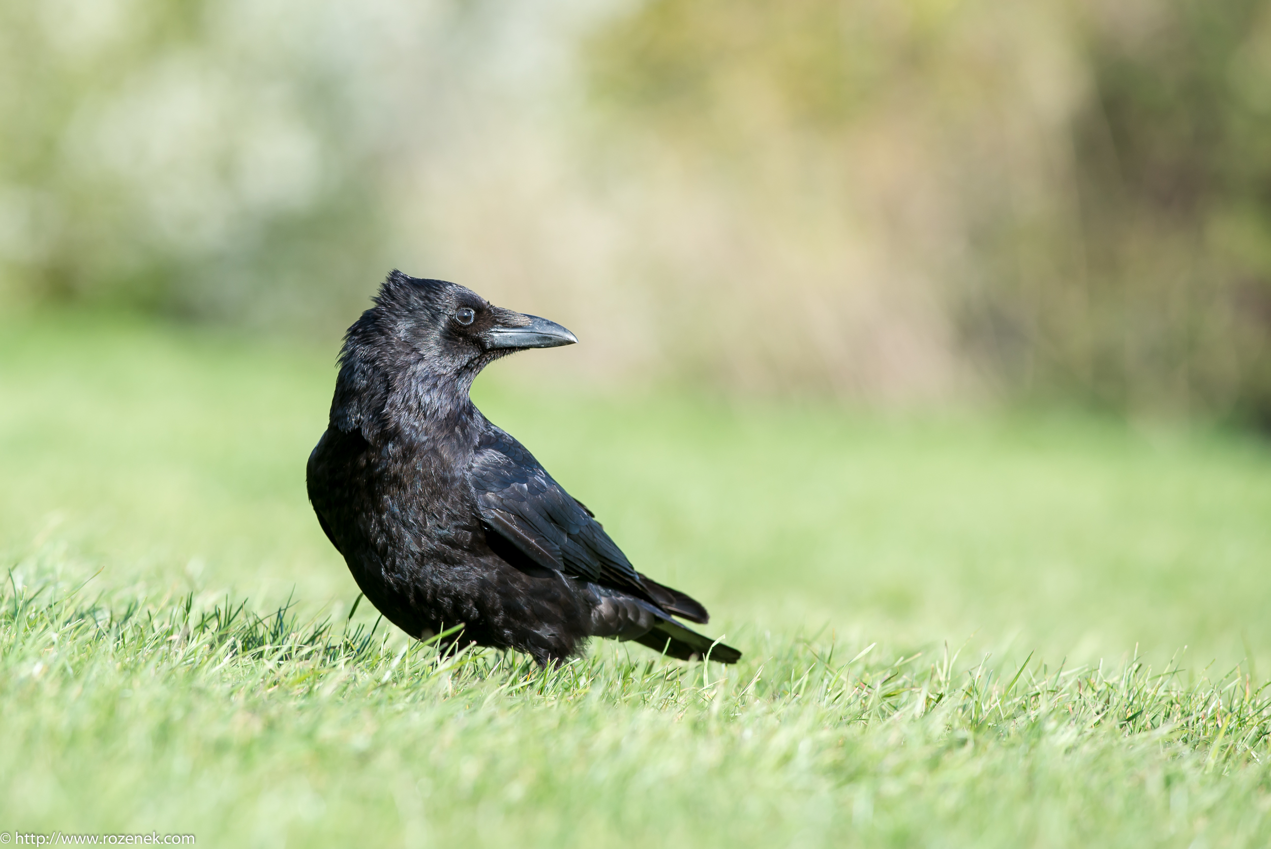 carrion crow carrion crow