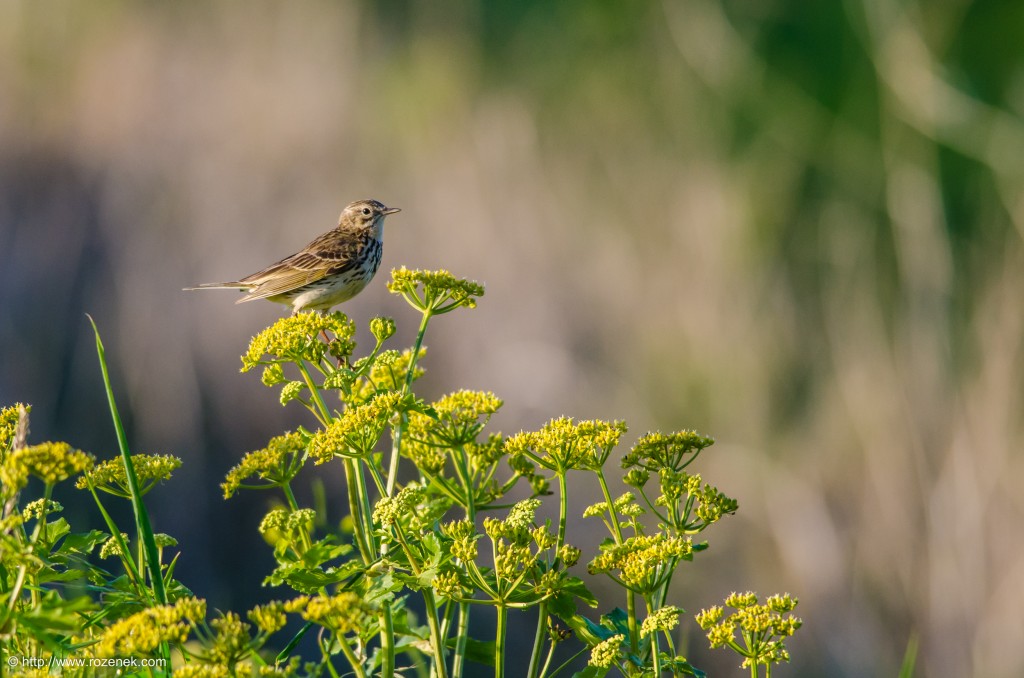 2013.06.02 - Meadow Pipit - 03