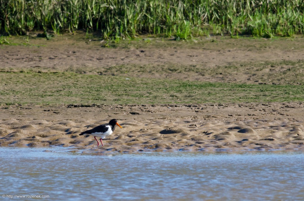 20140615 - 07 - bird photography, oystercatcher