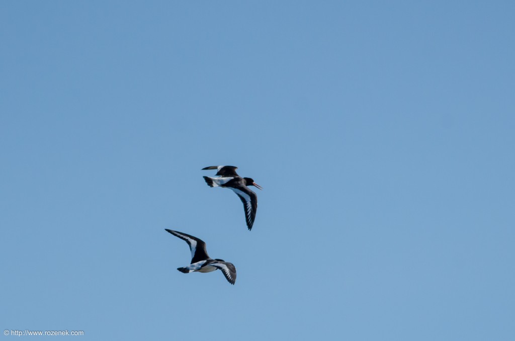 20140615 - 08 - bird photography, oystercatcher