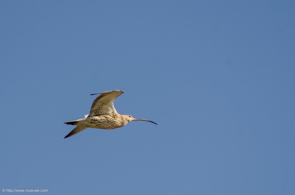 20140615 - 11 - bird photography, curlew