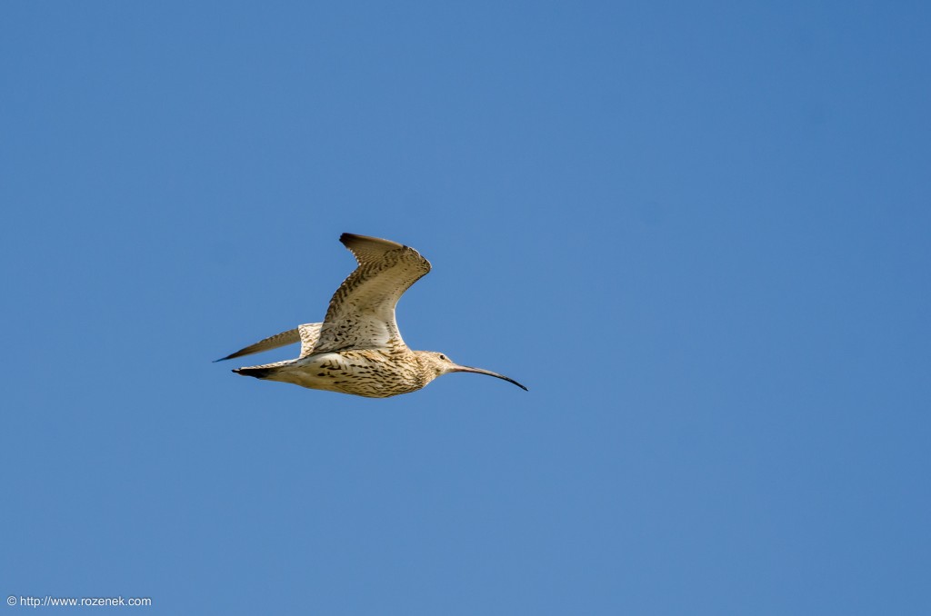 20140615 - 12 - bird photography, curlew