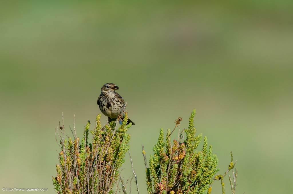 20140615 - 13 - bird photography, meadow pipit