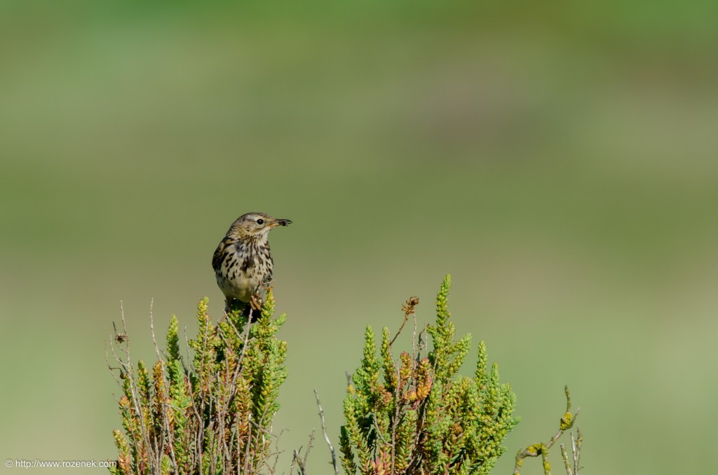 20140615 - 14 - bird photography, meadow pipit