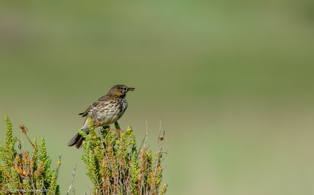 20140615 - 15 - bird photography, meadow pipit