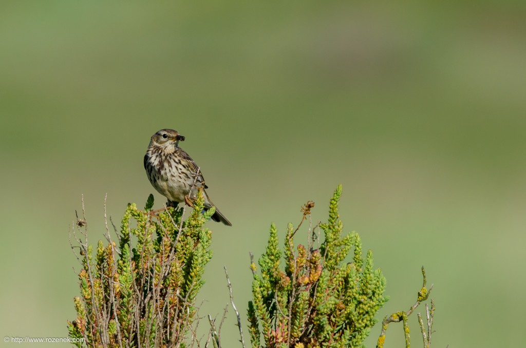 20140615 - 16 - bird photography, meadow pipit