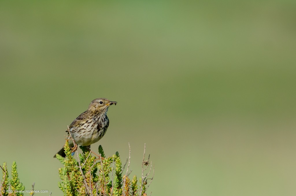 20140615 - 17 - bird photography, meadow pipit