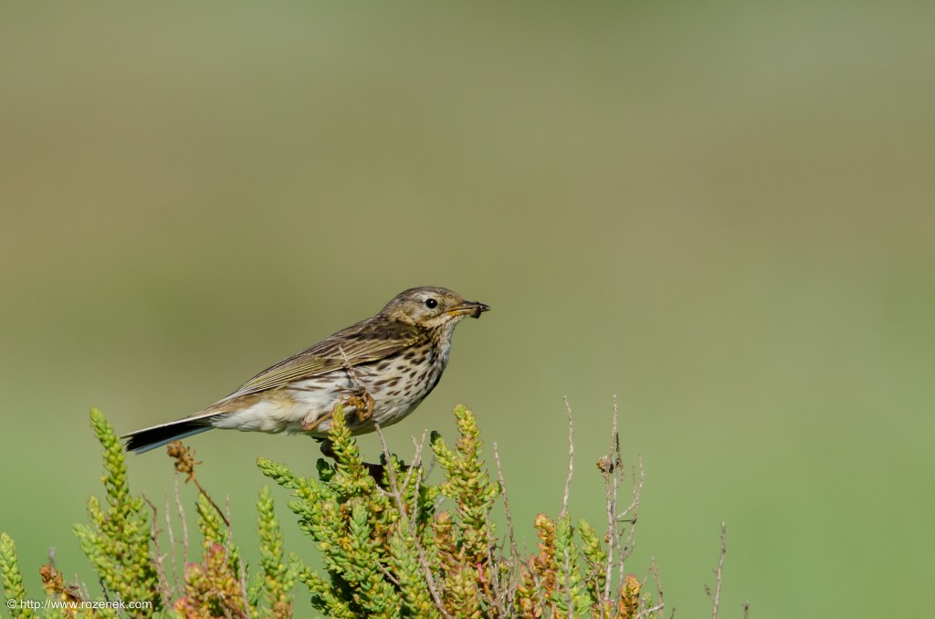 20140615 - 19 - bird photography, meadow pipit