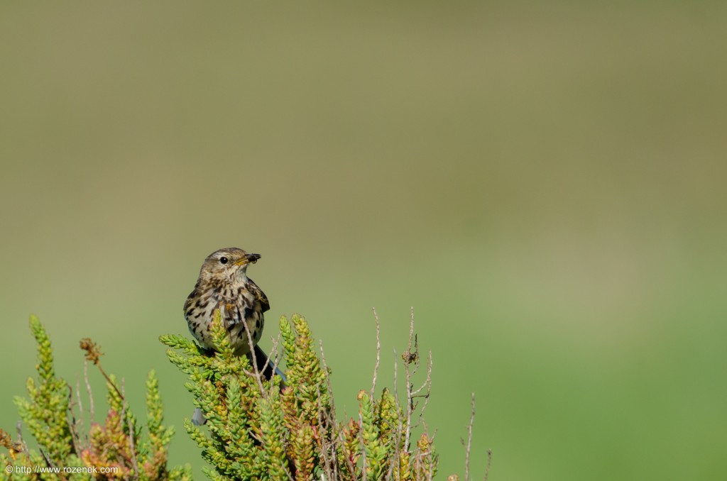 20140615 - 20 - bird photography, meadow pipit