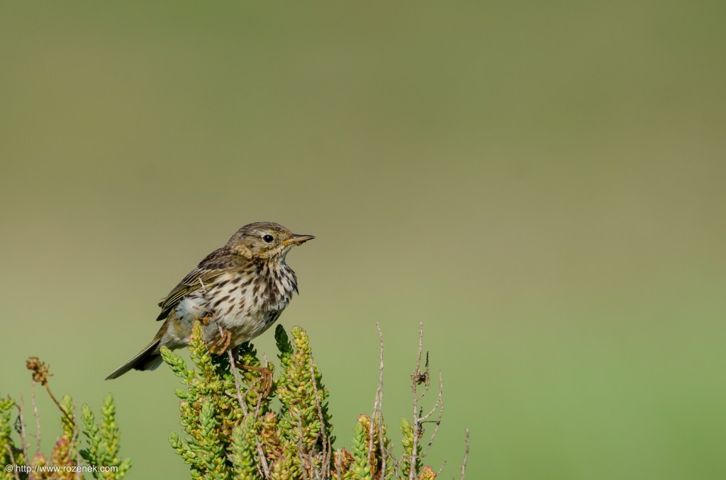 20140615 - 21 - bird photography, meadow pipit