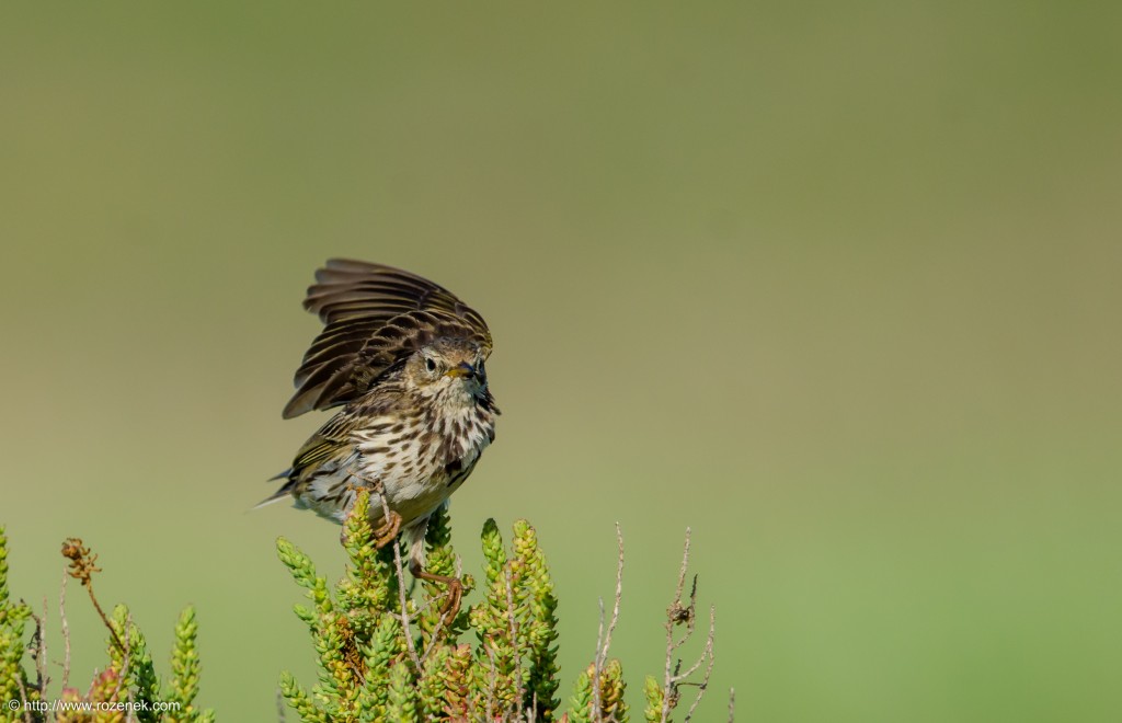 20140615 - 22 - bird photography, meadow pipit