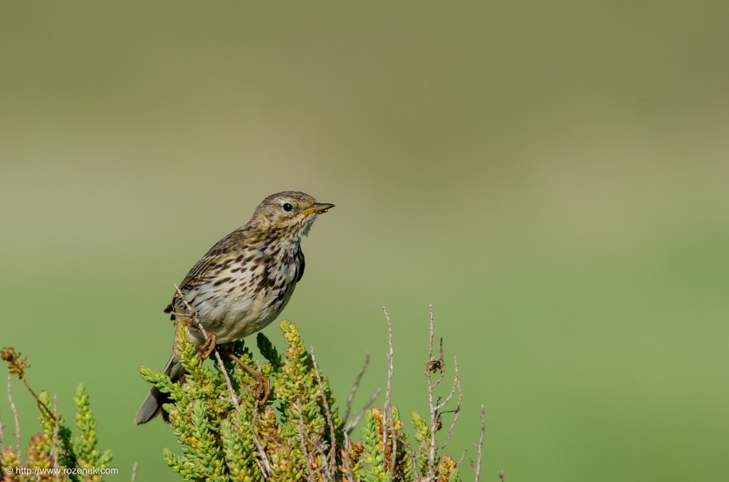 20140615 - 23 - bird photography, meadow pipit