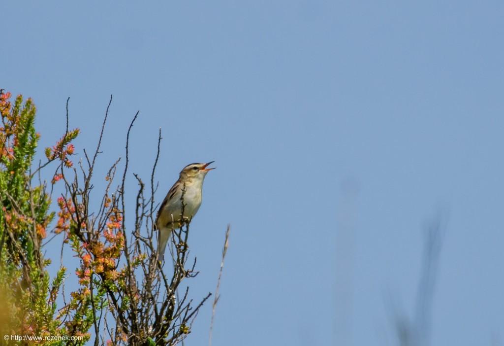 20140621 - 44 - bird photography, sedge warbler