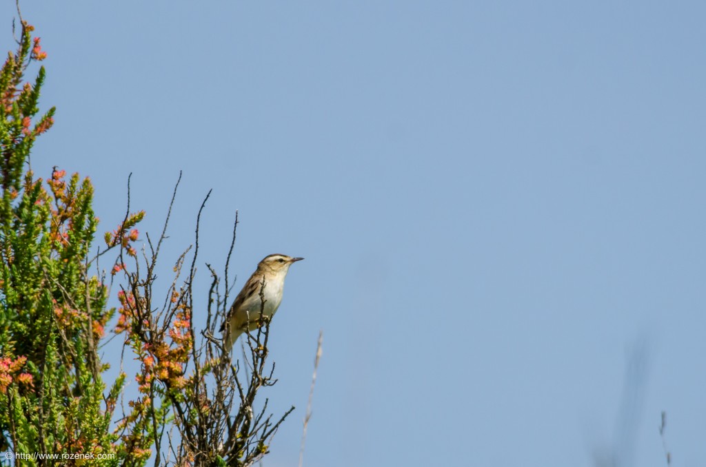 20140621 - 45 - bird photography, sedge warbler