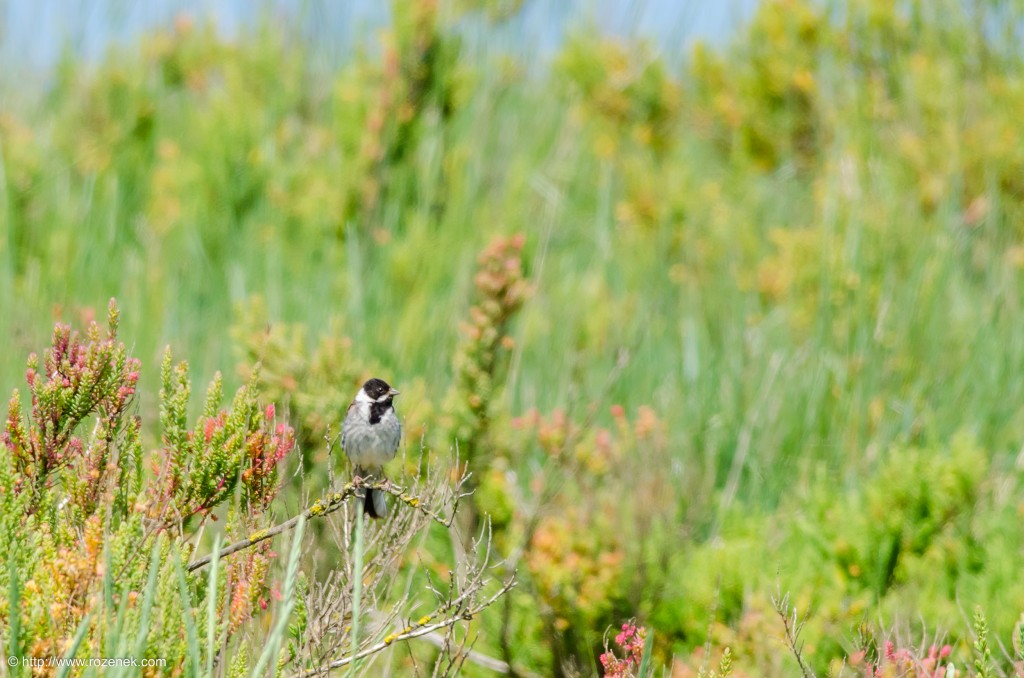 20140621 - 46 - bird photography, reed bunting