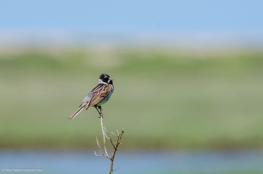 20140621 - 49 - bird photography, reed bunting - full