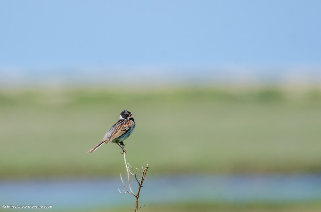 20140621 - 50 - bird photography, reed bunting - full