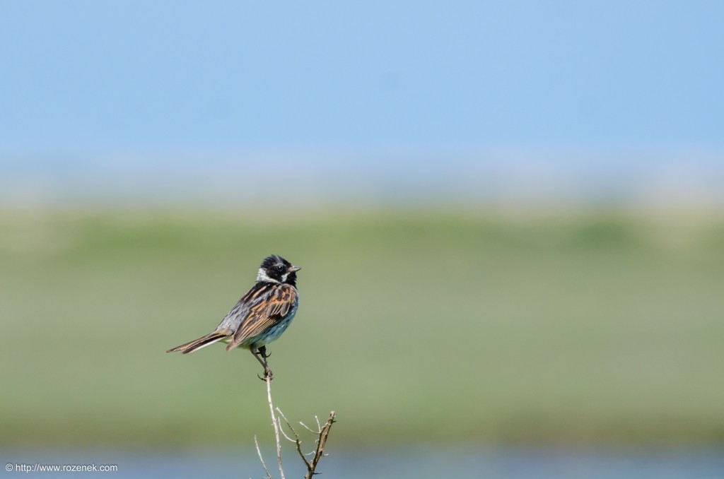 20140621 - 51 - bird photography, reed bunting - full