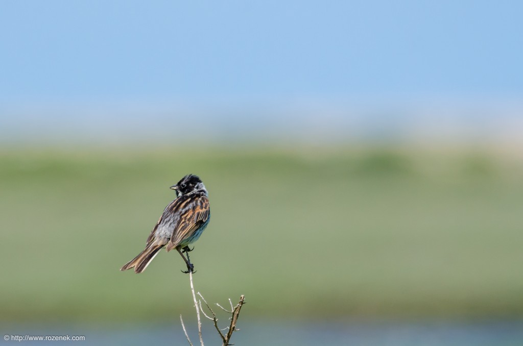 20140621 - 52 - bird photography, reed bunting - full