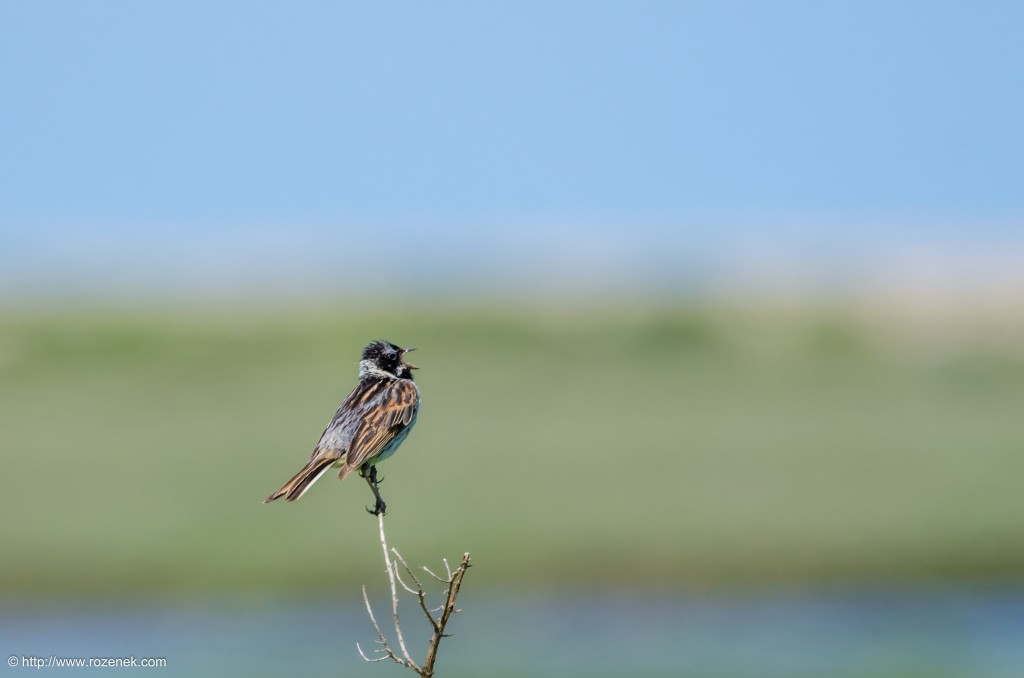 20140621 - 53 - bird photography, reed bunting - full