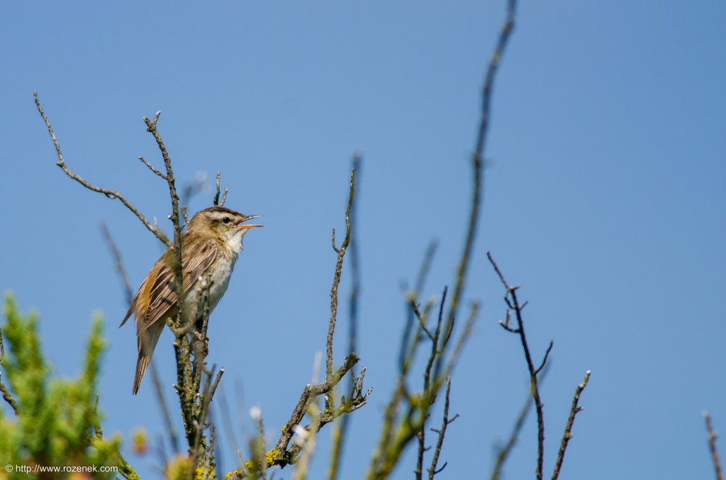 20140621 - 55 - bird photography, sedge warbler