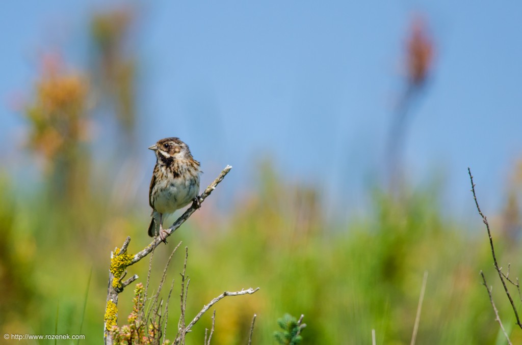 20140621 - 56 - bird photography, reed bunting