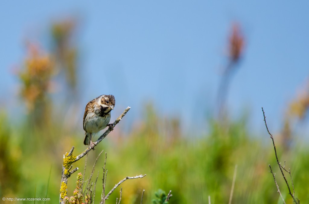 20140621 - 57 - bird photography, reed bunting