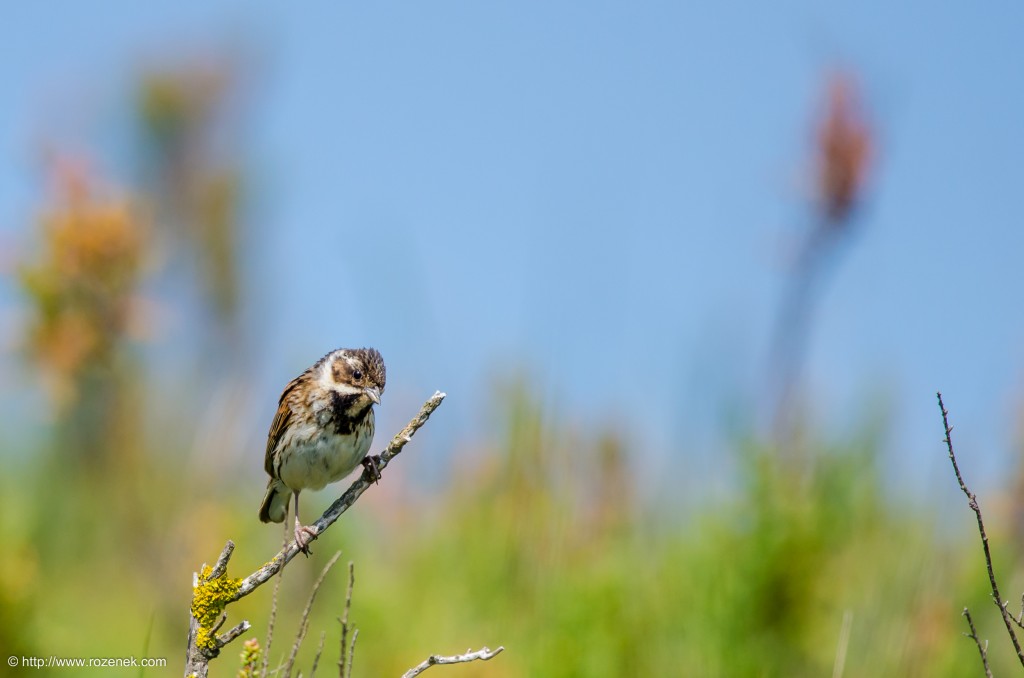 20140621 - 58 - bird photography, reed bunting