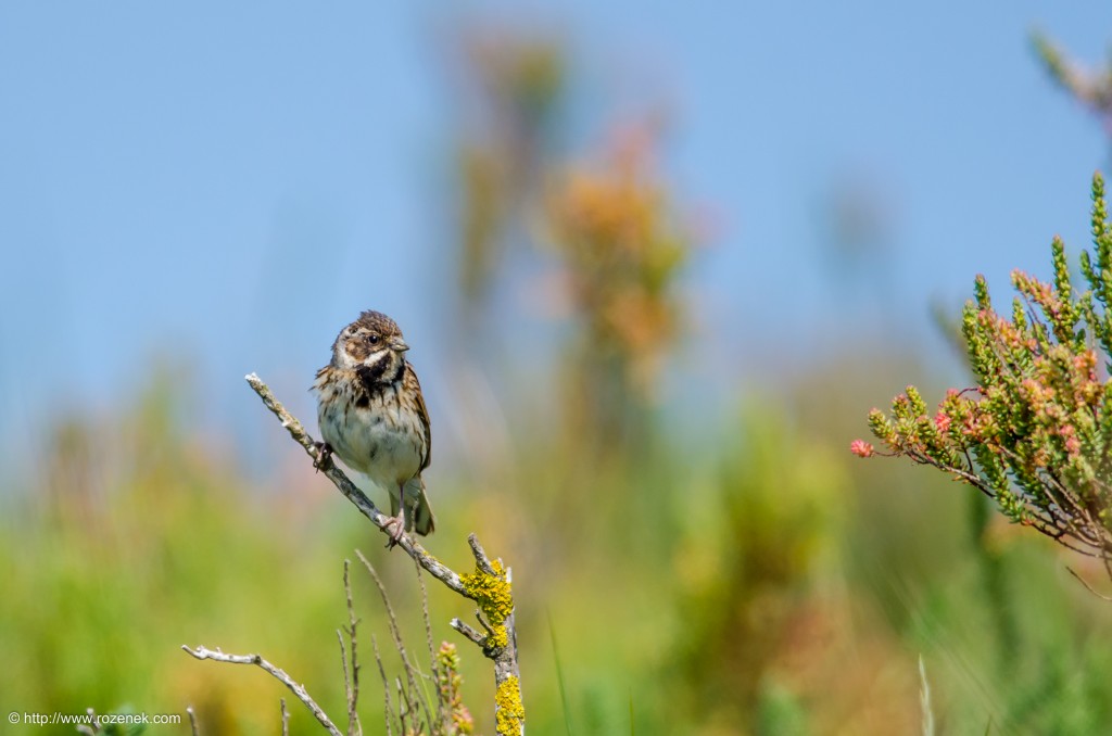 20140621 - 59 - bird photography, reed bunting