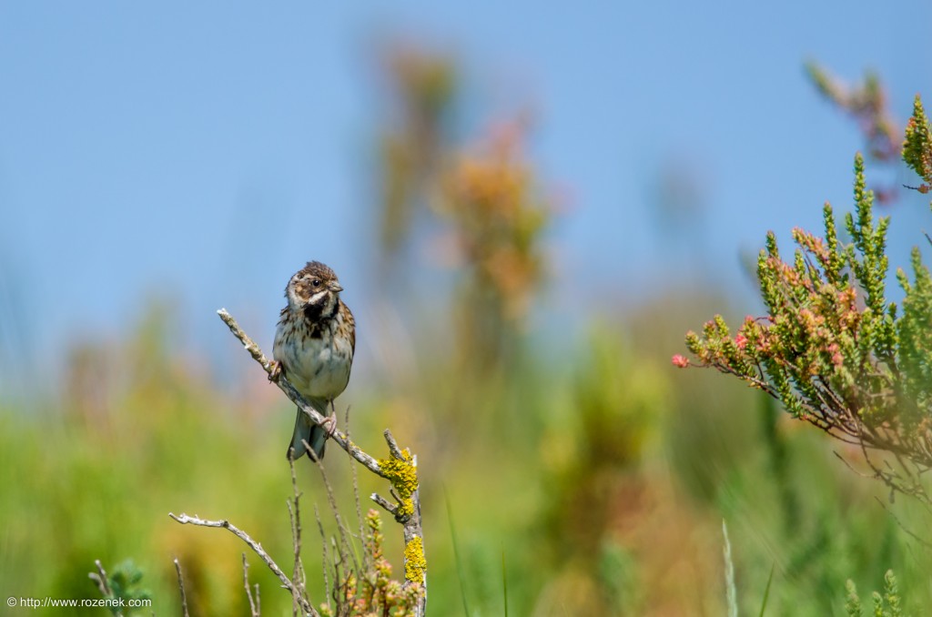 20140621 - 60 - bird photography, reed bunting