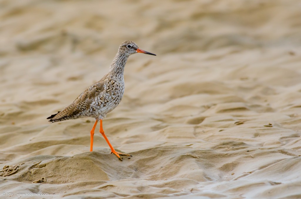 20140622 - 73 - bird photography, redshank