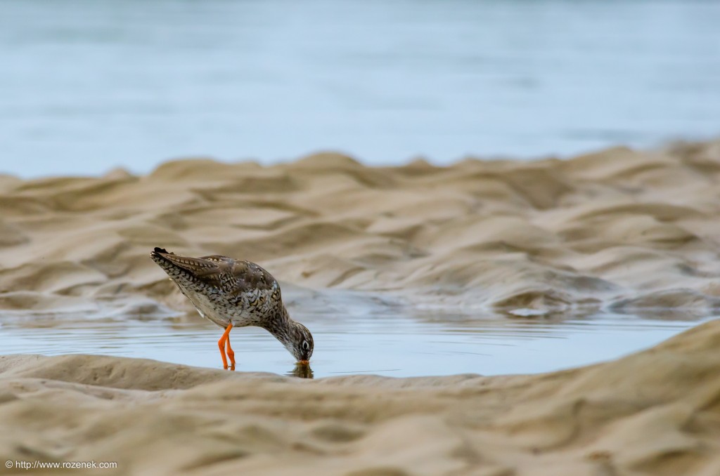 20140622 - 74 - bird photography, redshank