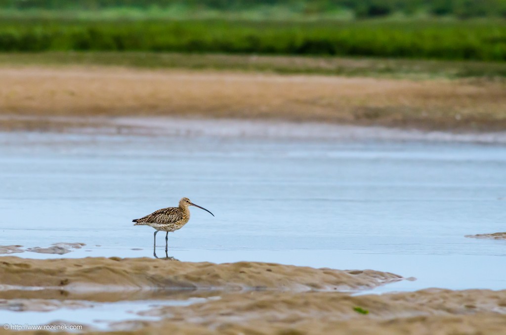 20140622 - 80 - bird photography, curlew